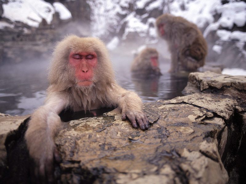 Japanese Macaques; DISPLAY FULL IMAGE.