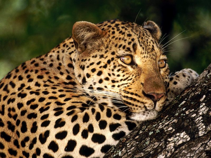 Male Leopard, Sabi Sabi Private Game Reserve, South Africa; DISPLAY FULL IMAGE.