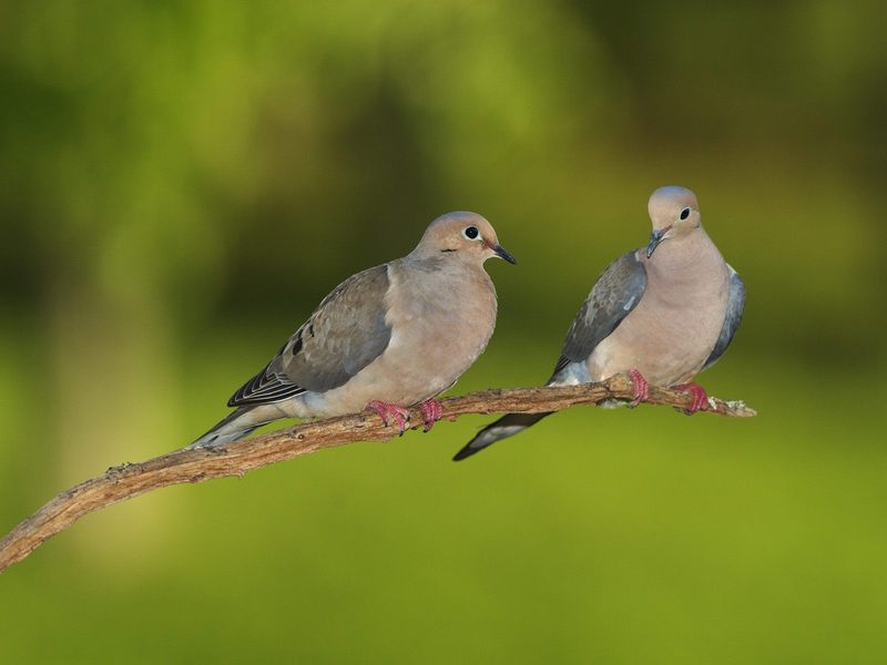 Pair of Mourning Doves; DISPLAY FULL IMAGE.