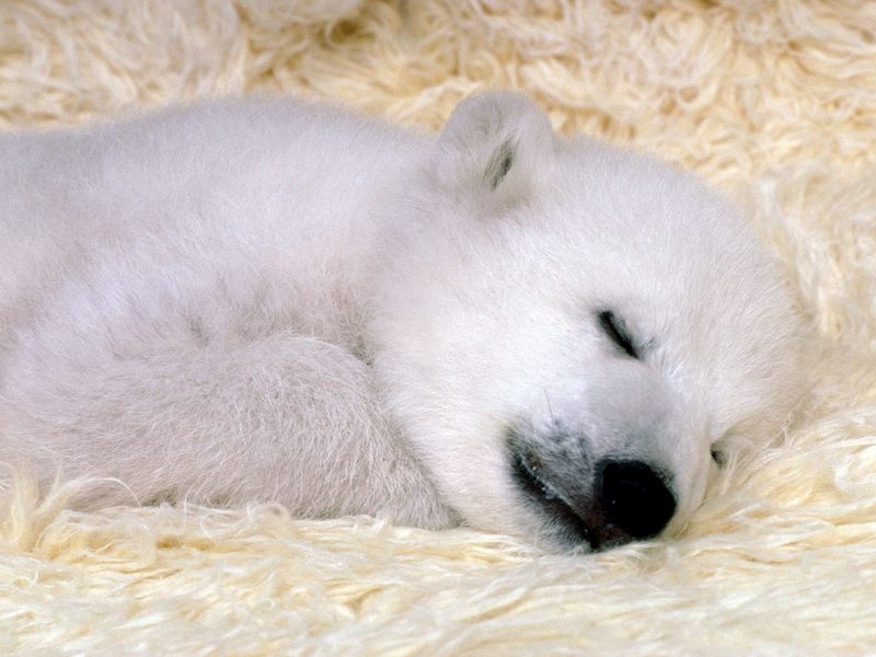 Peaceful Dreams, Polar Bear; DISPLAY FULL IMAGE.