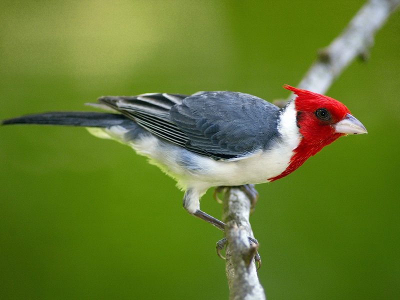 Red-Crested Cardinal, Pantanal, Brazil; DISPLAY FULL IMAGE.