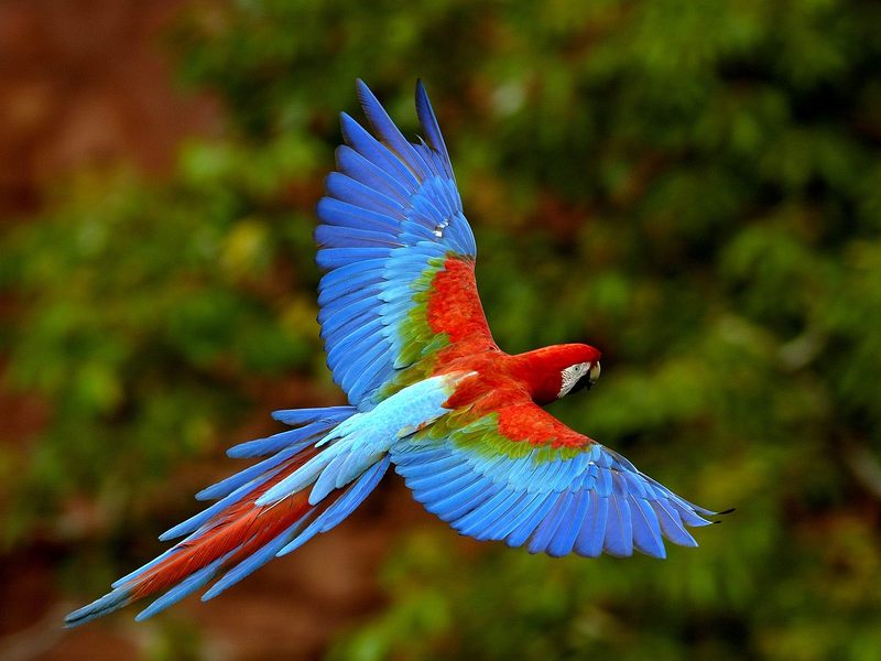 Red and Green Macaw in Flight, Brazil; DISPLAY FULL IMAGE.