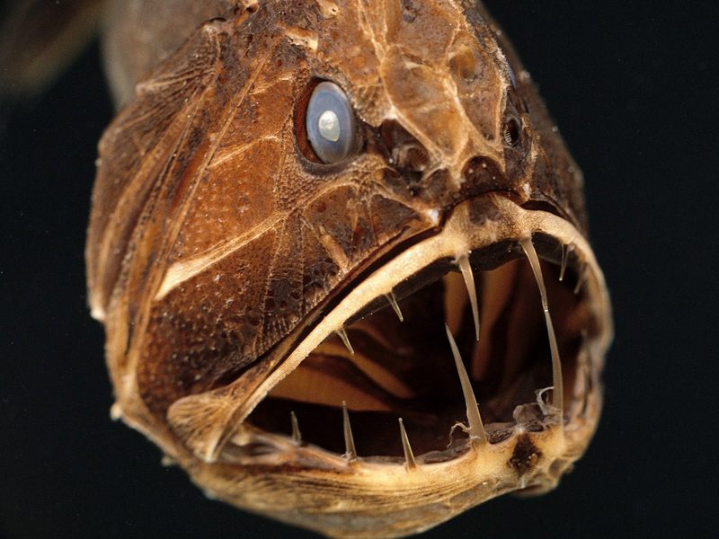 Savage of the Deep, Fangtooth, Eastern Pacific Ocean; DISPLAY FULL IMAGE.