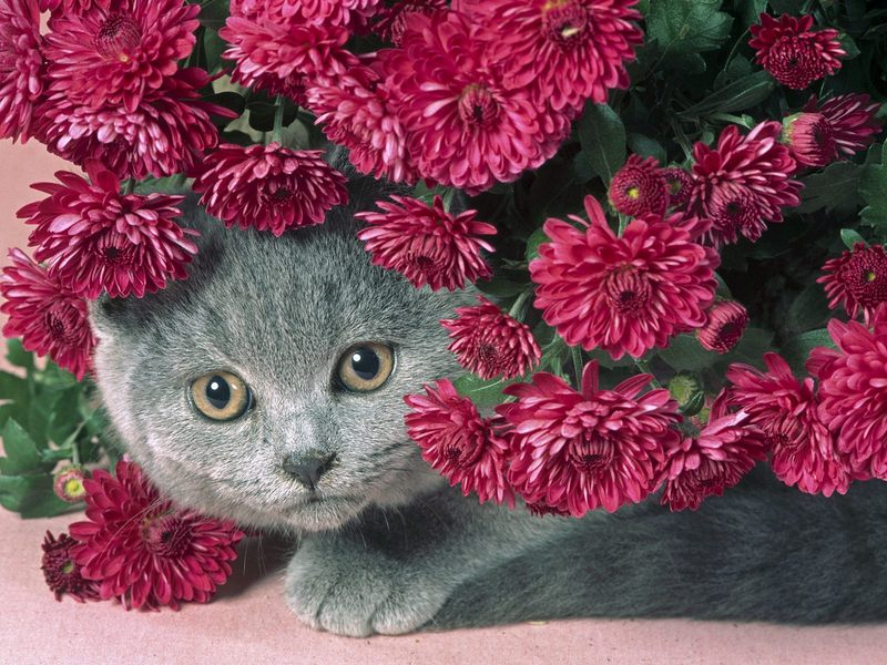 Short-Haired Persian Kitten; DISPLAY FULL IMAGE.