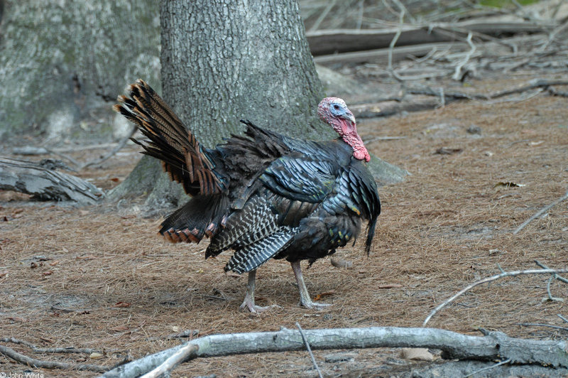 Happy Thanksgiving! - Wild Turkey (Meleagris gallopavo); DISPLAY FULL IMAGE.