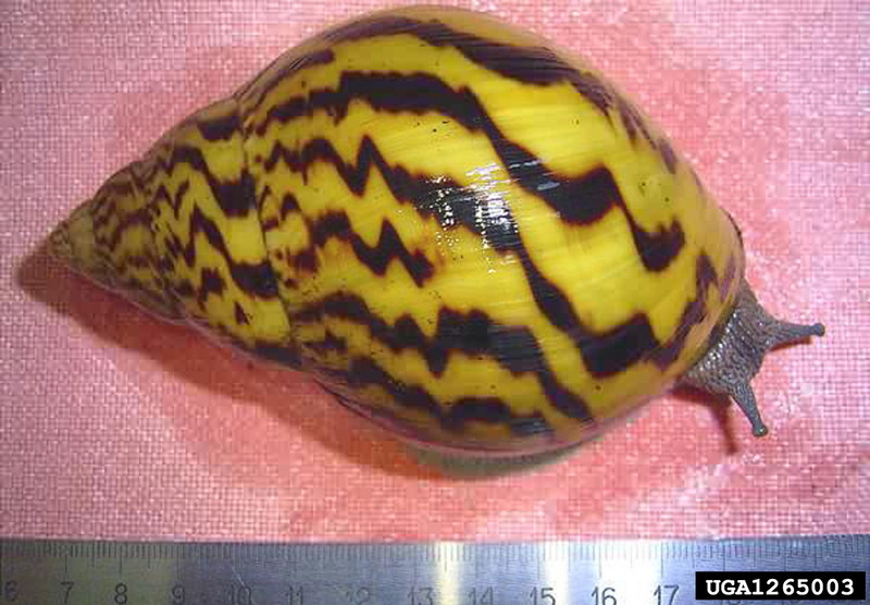 Giant Ghana Tiger Snail (Achatina achatina) {!--아프리카마노달팽이-->; DISPLAY FULL IMAGE.