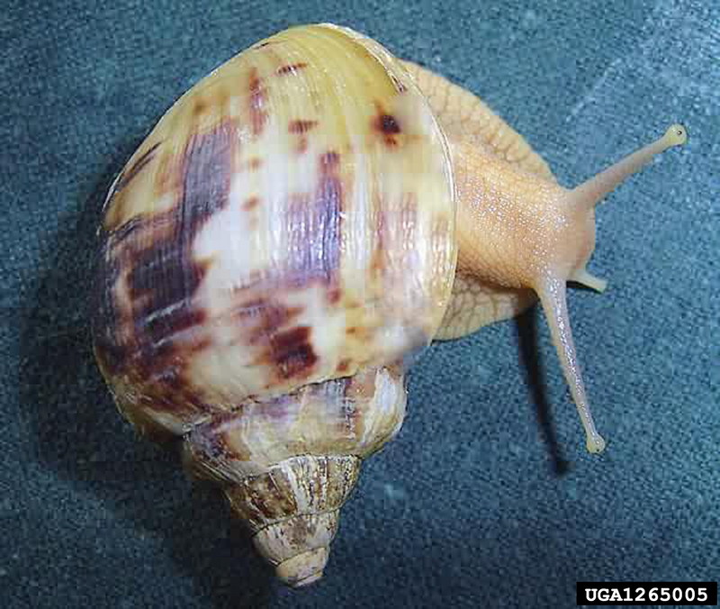 African Land Snail (Achatina albopicta) {!--아프리카육지달팽이-->; DISPLAY FULL IMAGE.
