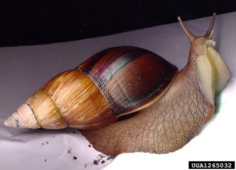 African Land Snail (Achatina glutinosa) {!--아프리카육지달팽이-->; DISPLAY FULL IMAGE.