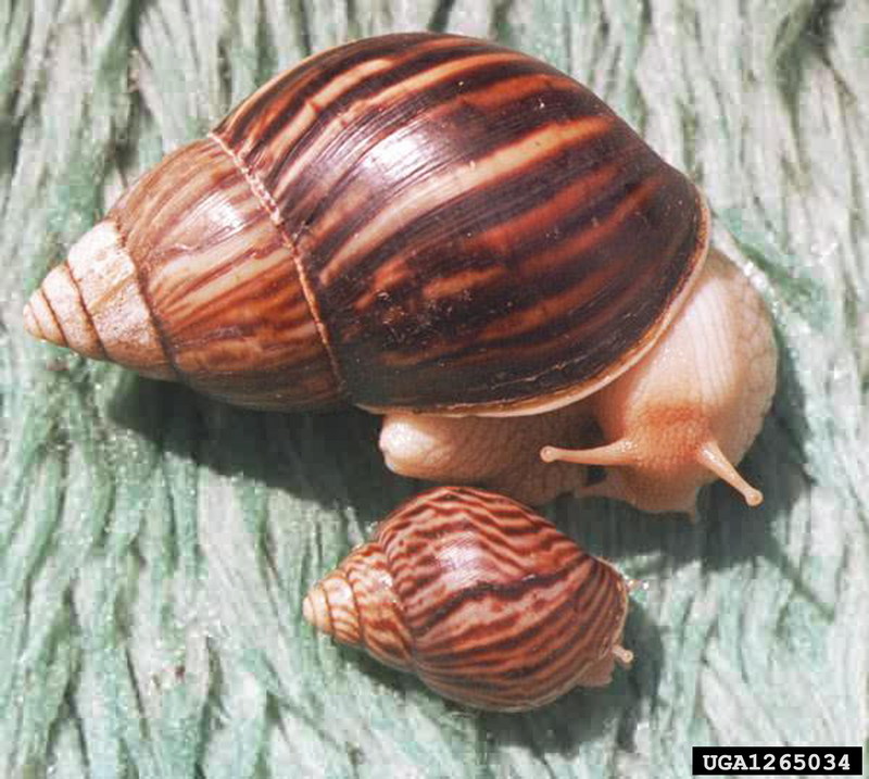 Pink-lipped Agate Snail (Achatina immaculata) {!--분홍입왕달팽이-->; DISPLAY FULL IMAGE.