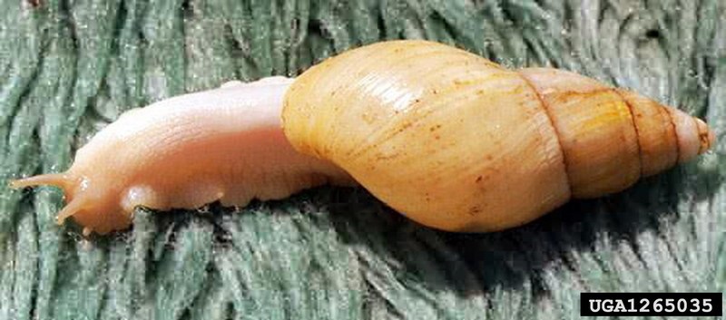 Albino Land Snail (Achatina iredalei) {!--육지달팽이류-->; DISPLAY FULL IMAGE.
