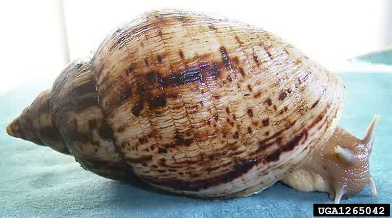 African Land Snail (Achatina reticulata) {!--아프리카육지달팽이-->; DISPLAY FULL IMAGE.