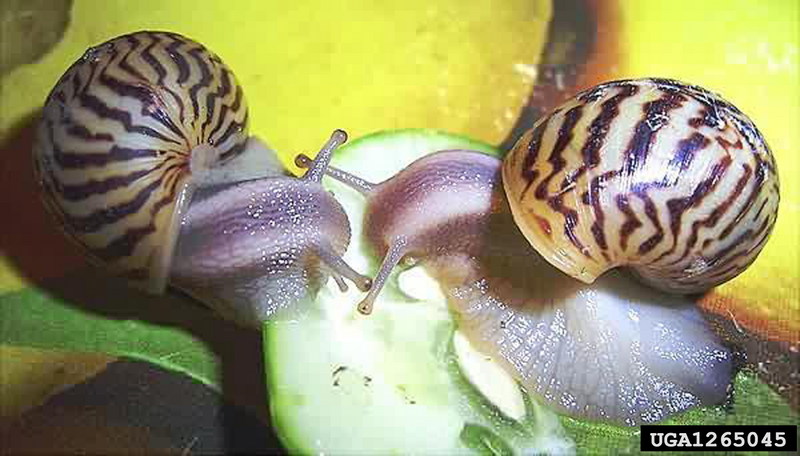 African Land Snail (Achatina varicosa) {!--아프리카육지달팽이-->; DISPLAY FULL IMAGE.