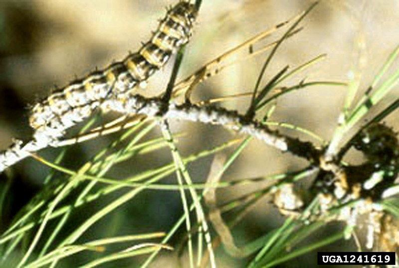Pandora Moth caterpillar (Coloradia pandora) {!--판도라솔나방 애벌레-->; DISPLAY FULL IMAGE.