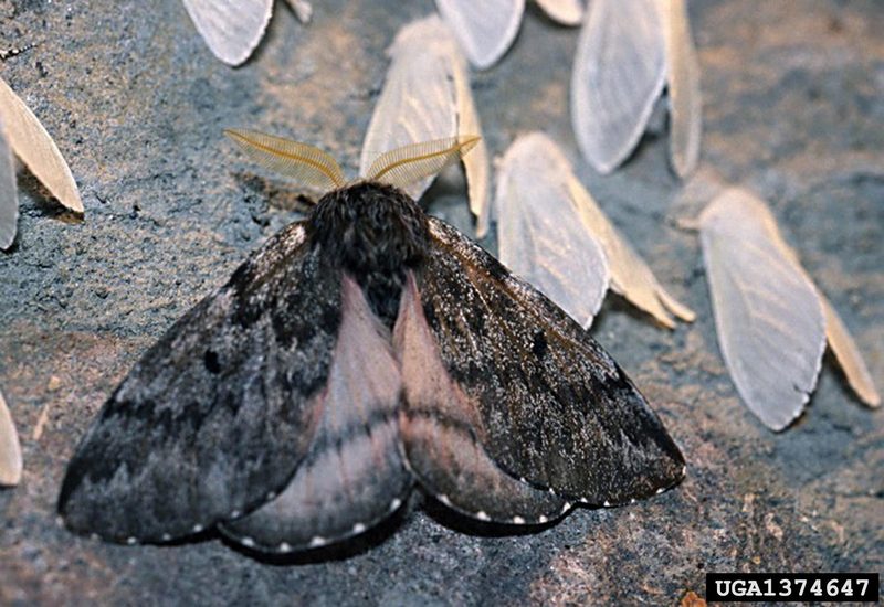 Pandora Moth (Coloradia pandora) {!--판도라솔나방-->; DISPLAY FULL IMAGE.