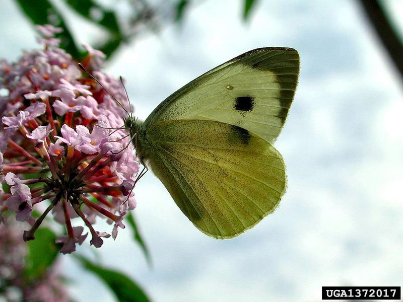 Large White Butterfly (Pieris brassicae) {!--큰흰나비-->; DISPLAY FULL IMAGE.