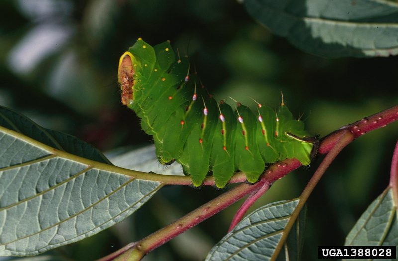 Polyphemus Moth caterpillar (Antheraea polyphemus) {!--북미큰산누에나방 애벌레-->; DISPLAY FULL IMAGE.