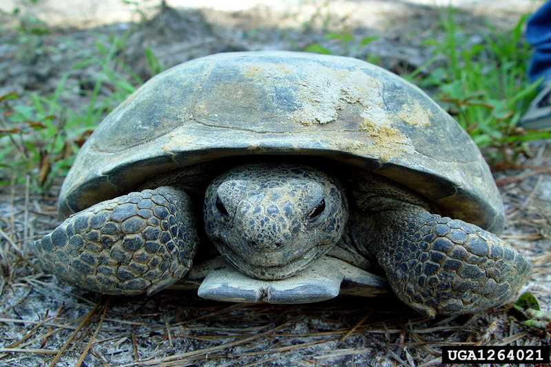 Gopher Tortoise (Gopherus polyphemus) {!--뒤쥐거북-->; DISPLAY FULL IMAGE.