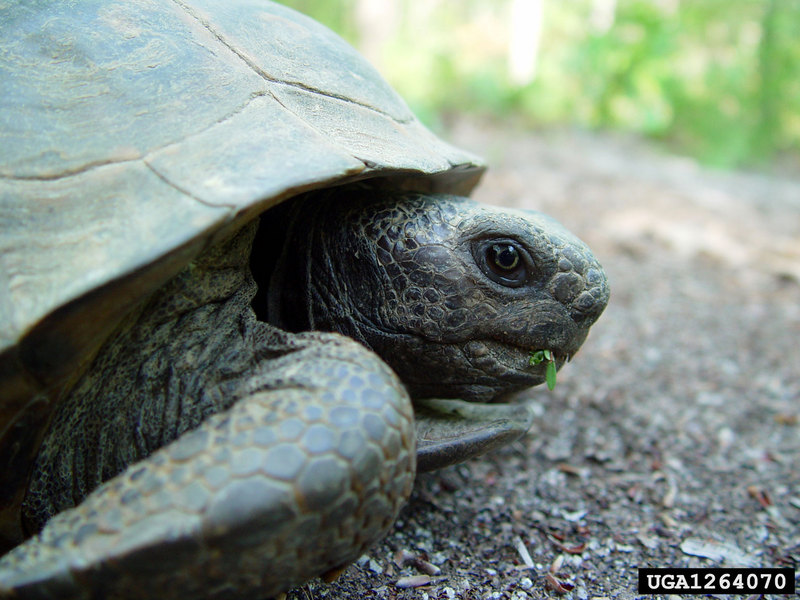 Gopher Tortoise (Gopherus polyphemus) {!--뒤쥐거북-->; DISPLAY FULL IMAGE.