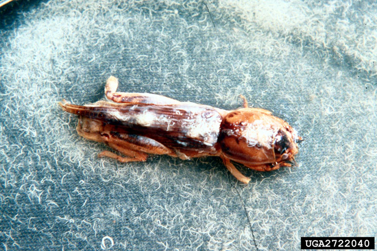 Tawny Mole Cricket (Scapteriscus vicinus) {!--밤색미국땅강아지-->; Image ONLY