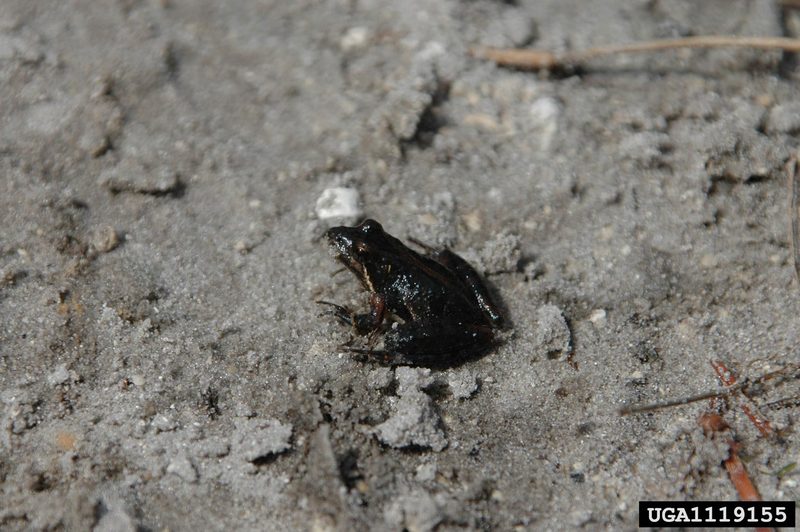 Southern Cricket Frog (Acris gryllus) {!--남방귀뚜라미개구리-->; DISPLAY FULL IMAGE.