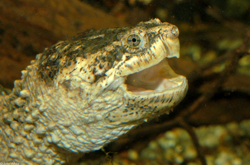 Eastern Snapping Turtle (Chelydra serpentina serpentina); DISPLAY FULL IMAGE.
