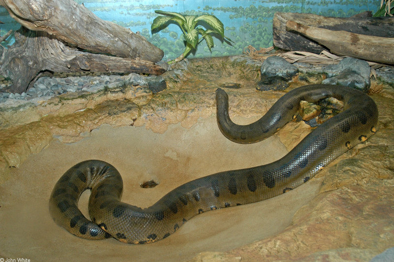 Green Anaconda (Eunectes murinus)1559; DISPLAY FULL IMAGE.