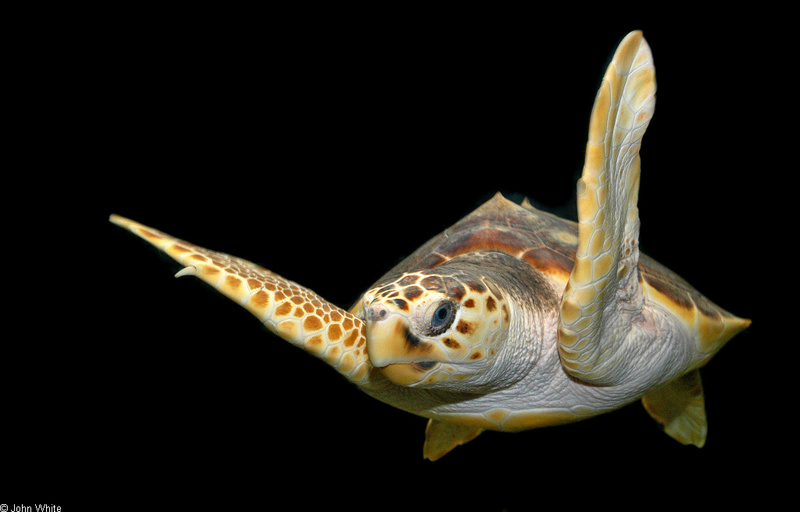 Loggerhead Sea Turtle (Caretta caretta caretta)1560; DISPLAY FULL IMAGE.