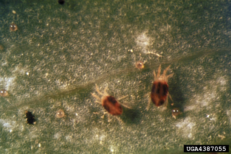 Two-spotted Spider Mite (Tetranychus urticae) {!--점박이응애-->; Image ONLY