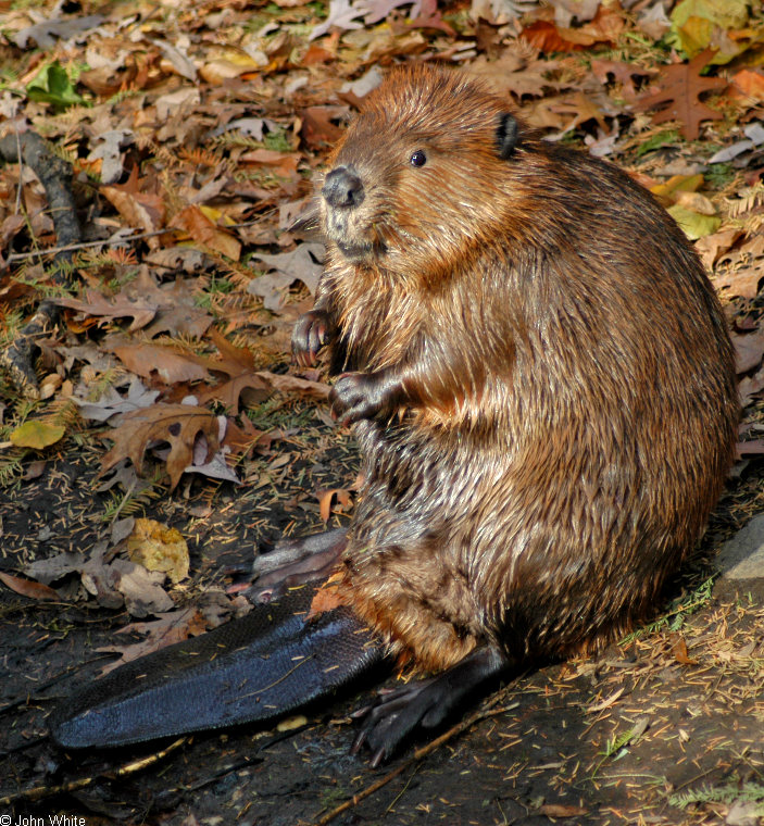 American Beaver (Castor canadensis) .