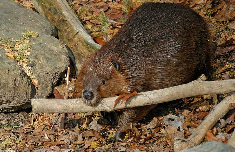 American Beaver (Castor canadensis); DISPLAY FULL IMAGE.
