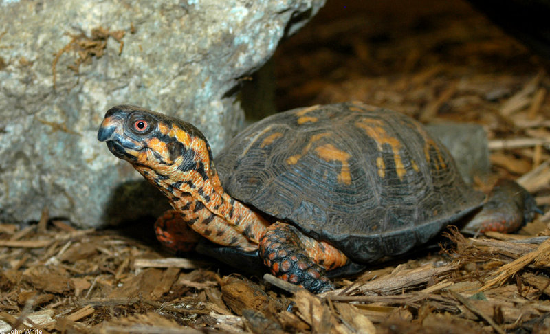Eastern Box Turtle (Terrapene carolina); DISPLAY FULL IMAGE.