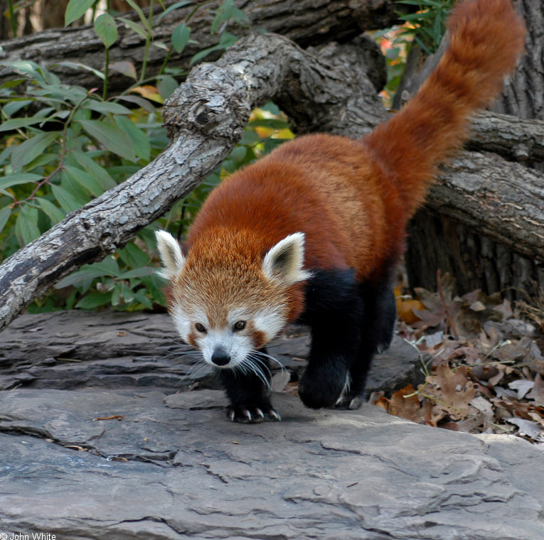 Red Panda (Ailurus fulgens); Image ONLY