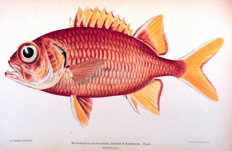 Yellowfin Soldierfish (Myripristis chryseres) {!--노란꼬리얼게돔-->; DISPLAY FULL IMAGE.