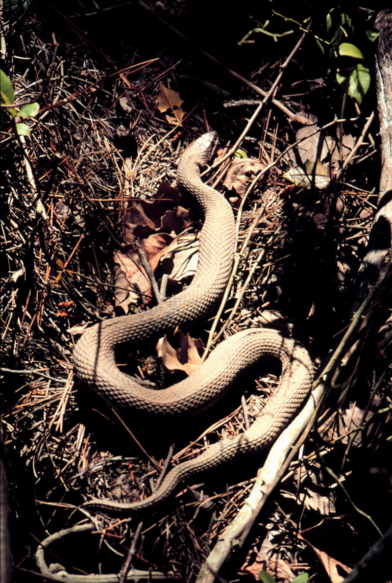 Brown Water Snake (Nerodia taxispilota) {!--갈색물뱀-->; DISPLAY FULL IMAGE.