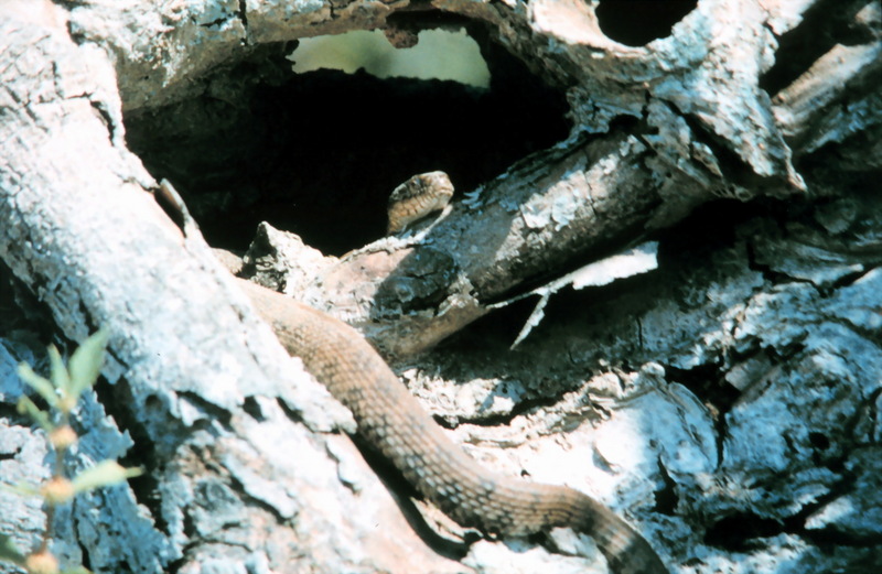 Northern Water Snake (Nerodia sipedon) {!--아메리카물뱀-->; DISPLAY FULL IMAGE.
