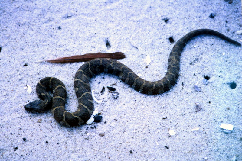 Northern Water Snake (Nerodia sipedon) {!--아메리카물뱀-->; DISPLAY FULL IMAGE.