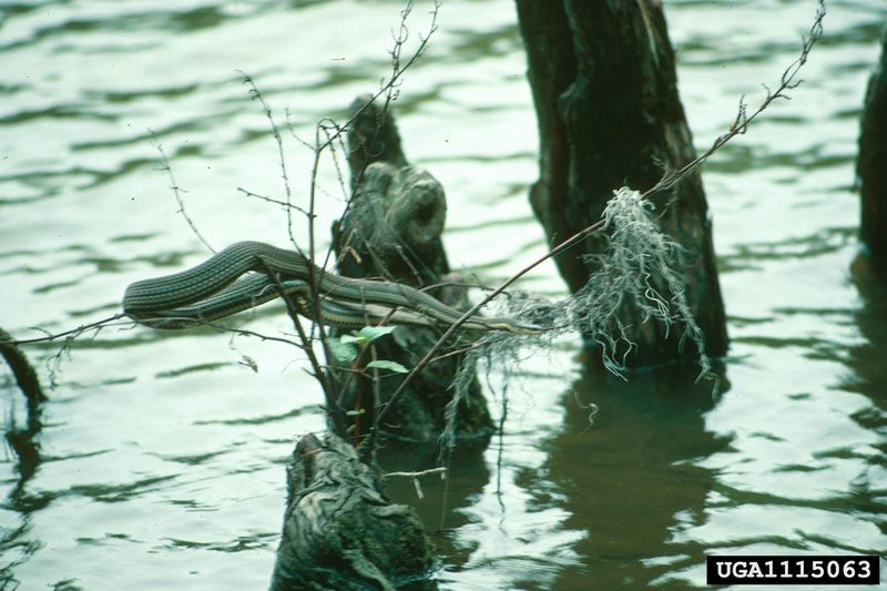 Plain-bellied Water Snake (Nerodia erythrogaster) {!--붉은목물뱀-->; DISPLAY FULL IMAGE.