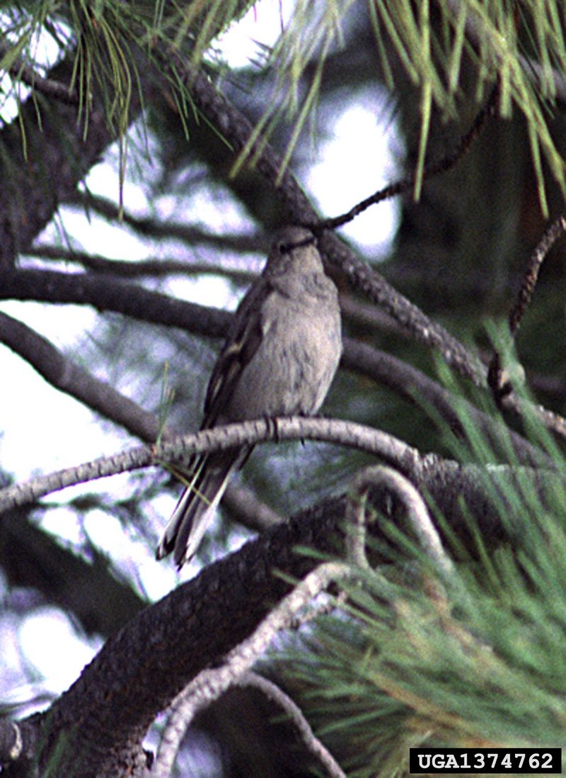 Townsend's Solitaire (Myadestes townsendi) {!--타운젠드하와이지빠귀-->; DISPLAY FULL IMAGE.