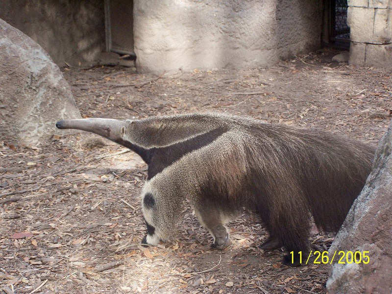 NEW ORLEANS ZOO OPENS AFTER KATRINA; DISPLAY FULL IMAGE.