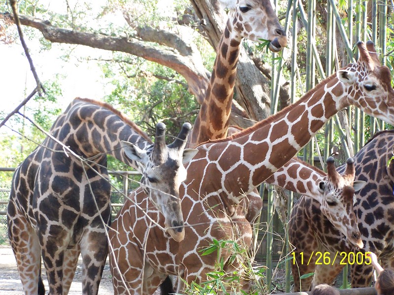 NEW ORLEANS ZOO OPENS AFTER KATRINA; DISPLAY FULL IMAGE.