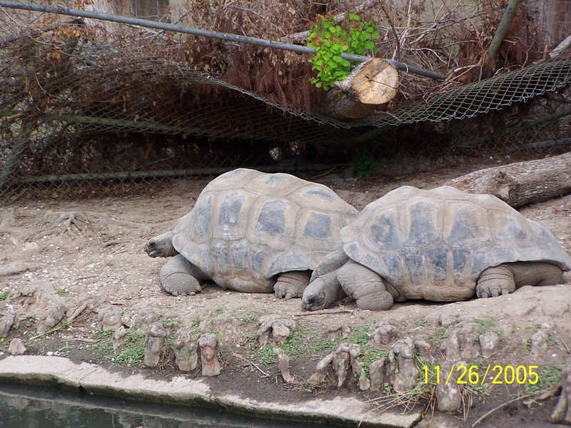 NEW ORLEANS ZOO OPENS AFTER KATRINA; DISPLAY FULL IMAGE.