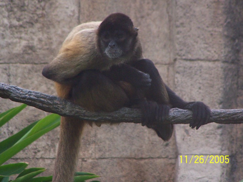 NEW ORLEANS ZOO OPENS AFTER KATRINA; DISPLAY FULL IMAGE.