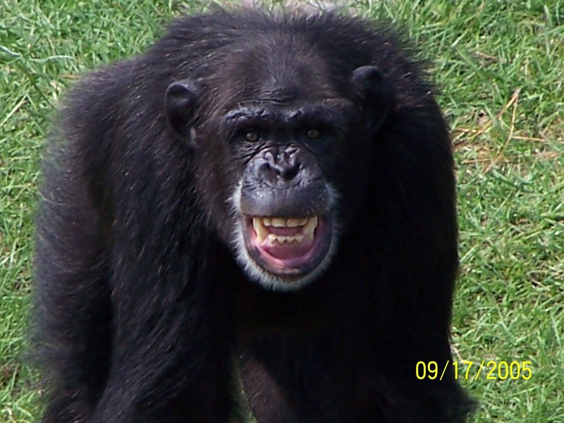 PENSACOLA ZOO AFTER KATRINA; DISPLAY FULL IMAGE.