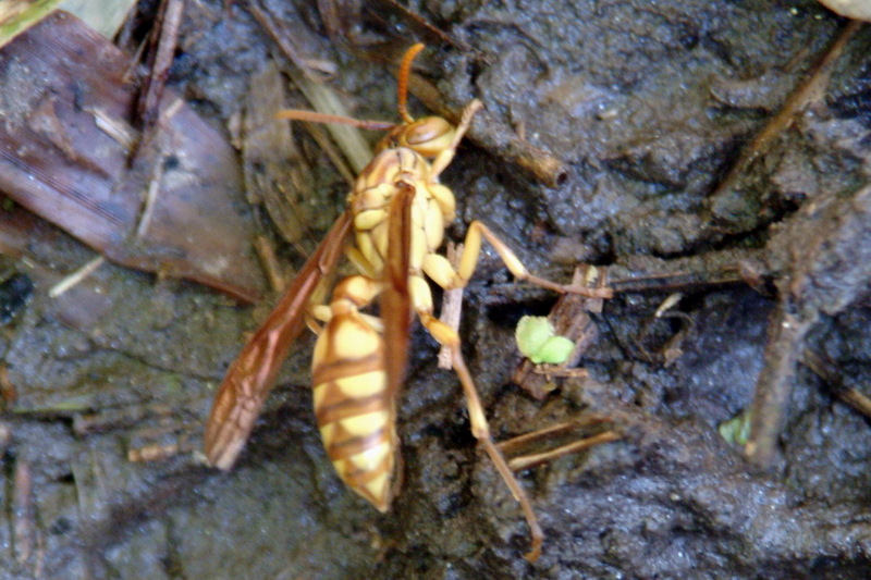 Parapolybia varia (Lesser Parapolybia Paper Wasp) {!--뱀허물쌍살벌-->; DISPLAY FULL IMAGE.