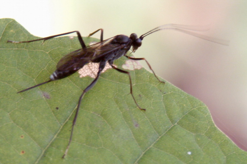 Ichneumonid Wasp (Ichneumonidae) {!--맵시벌과-->; DISPLAY FULL IMAGE.