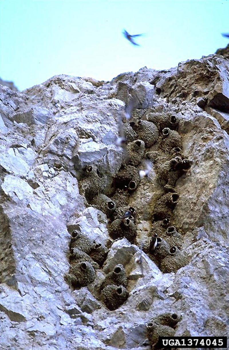 Cliff Swallow (Petrochelidon pyrrhonota) nests {!--삼색제비 둥지-->; DISPLAY FULL IMAGE.