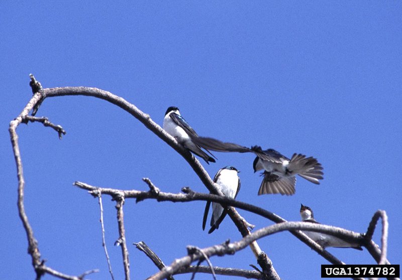 Tree Swallow (Tachycineta bicolor)  {!--청둥제비-->; DISPLAY FULL IMAGE.