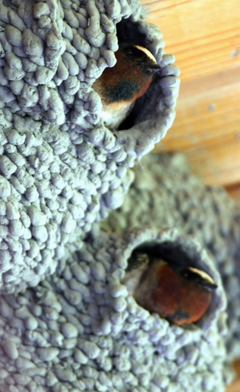 Cliff Swallow (Petrochelidon pyrrhonota) nests {!--삼색제비 둥지-->; DISPLAY FULL IMAGE.