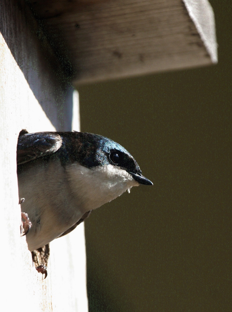 Tree Swallow (Tachycineta bicolor)  {!--청둥제비-->; DISPLAY FULL IMAGE.