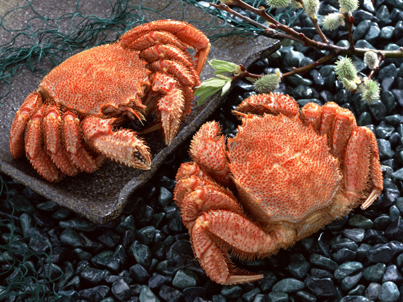 Crab; DISPLAY FULL IMAGE.